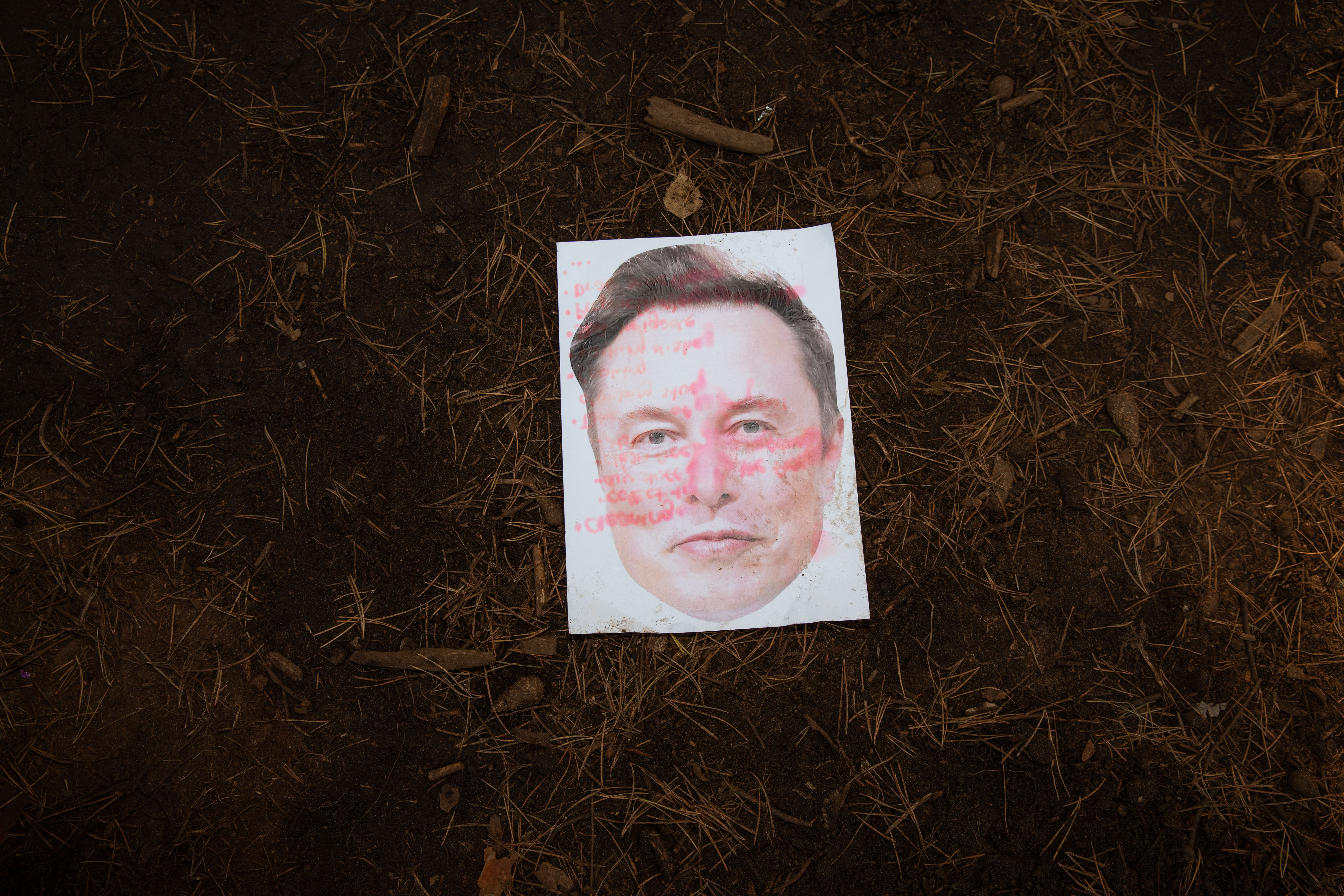 Tesla forest