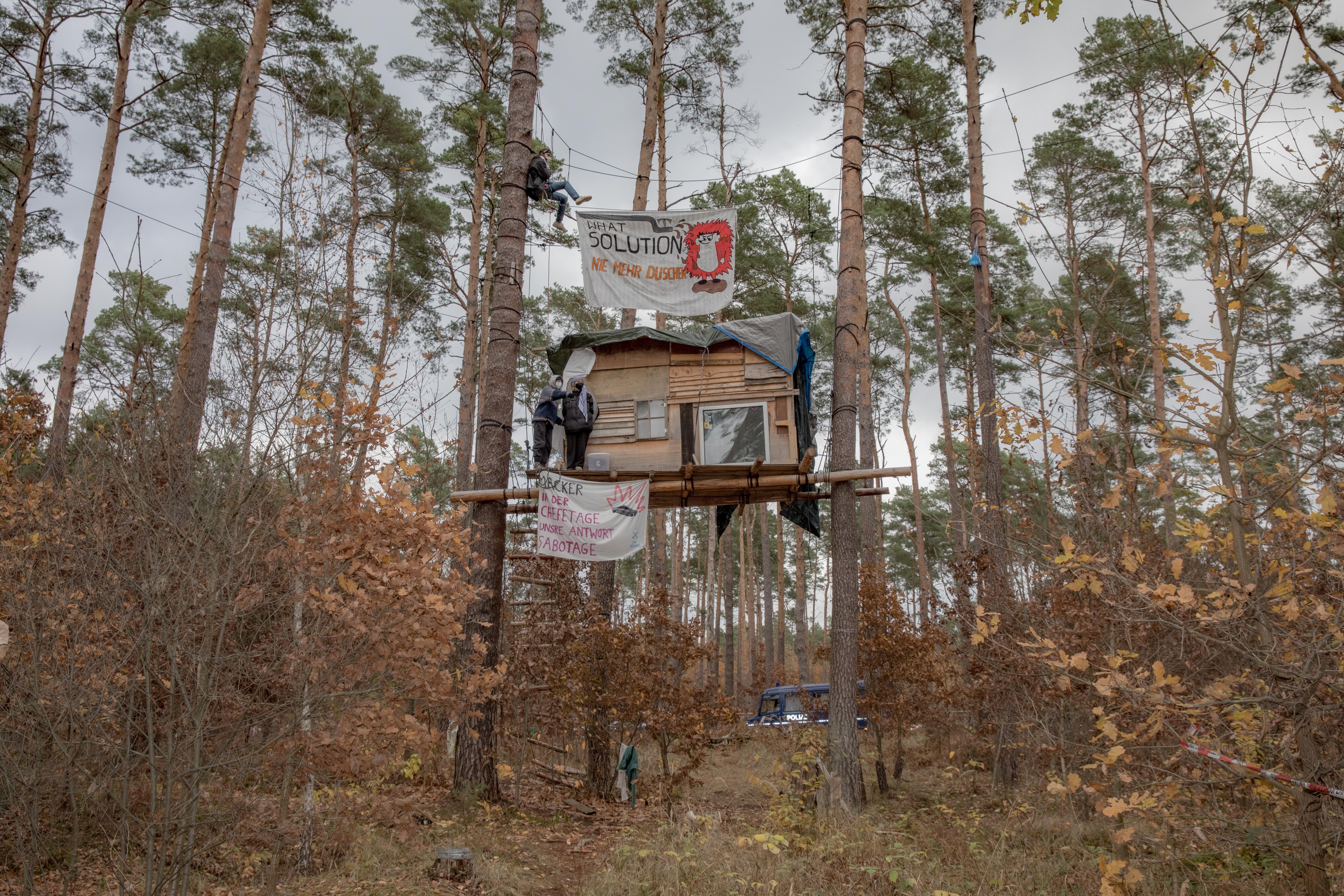 Tesla forest