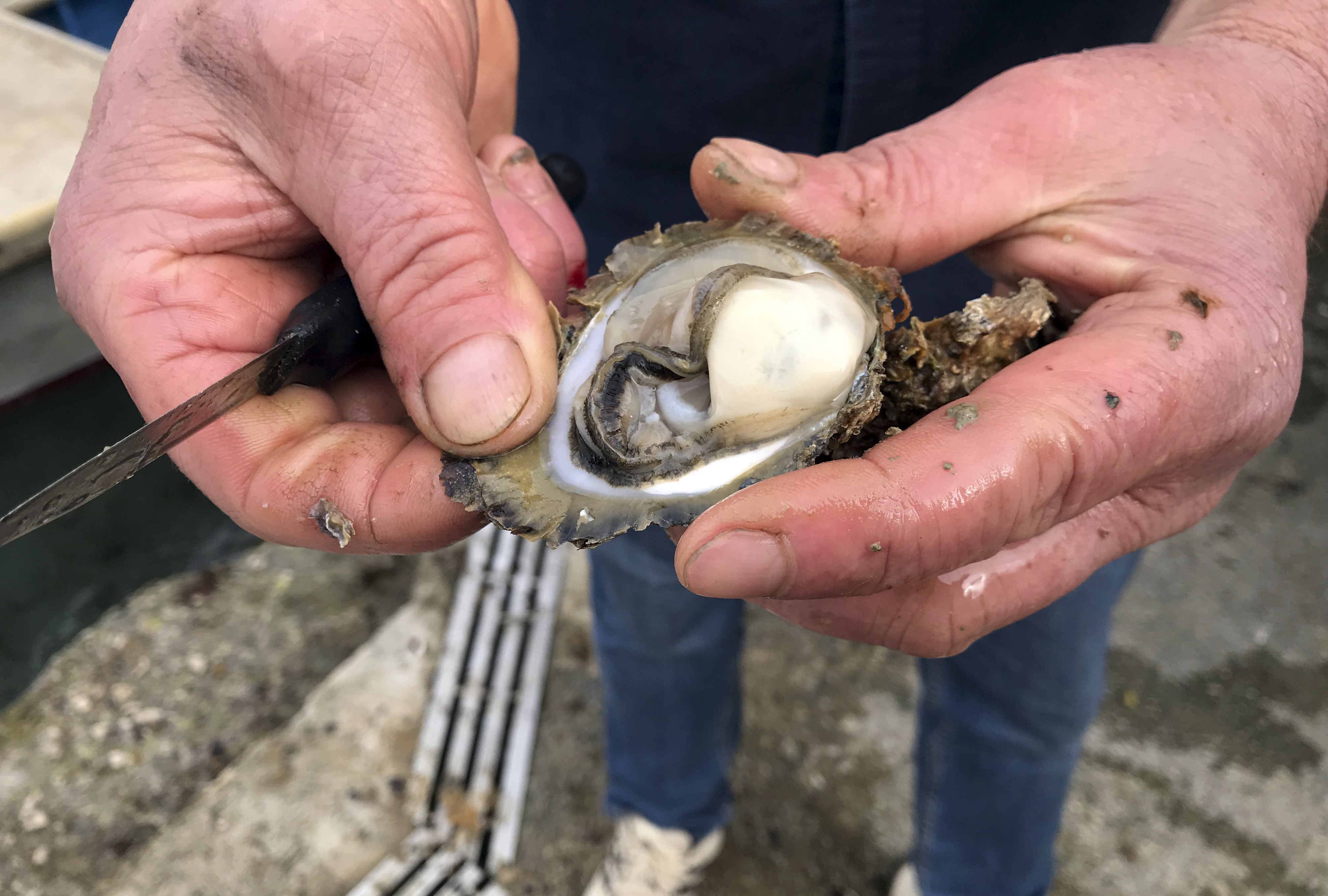 An oyster farmer opens an oyster shell in southern Croatia