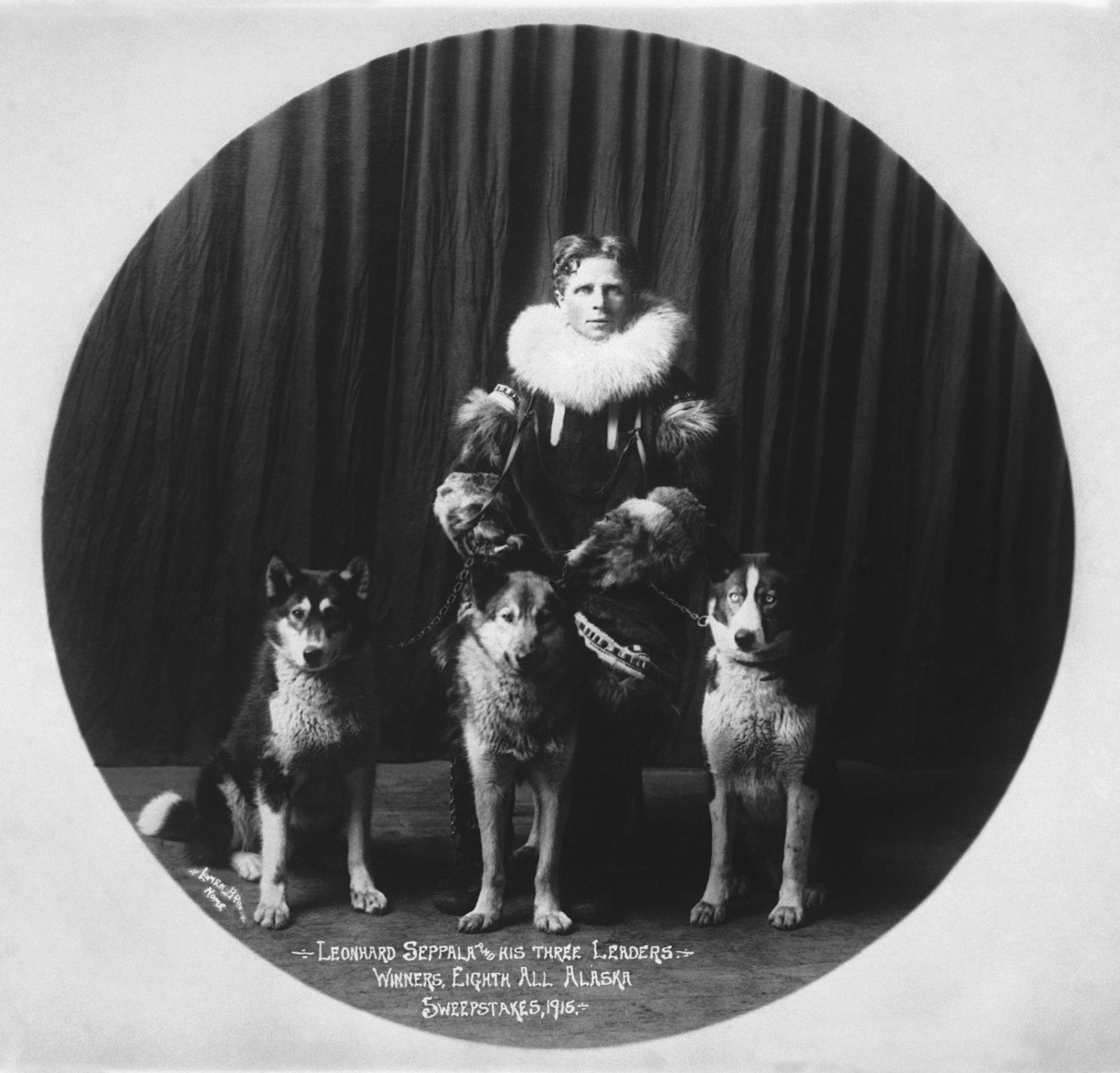 Alaska dogs