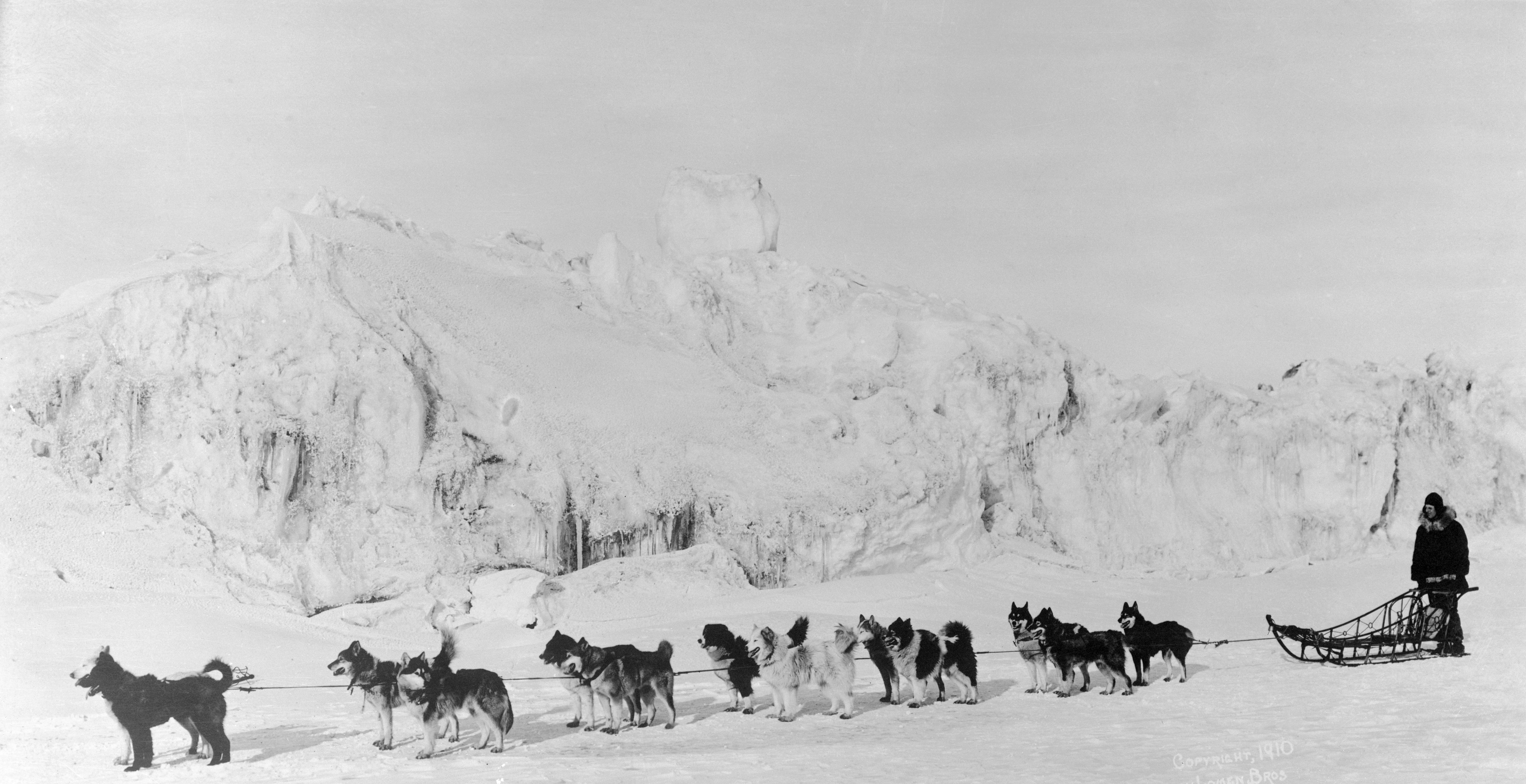 Alaska dogs