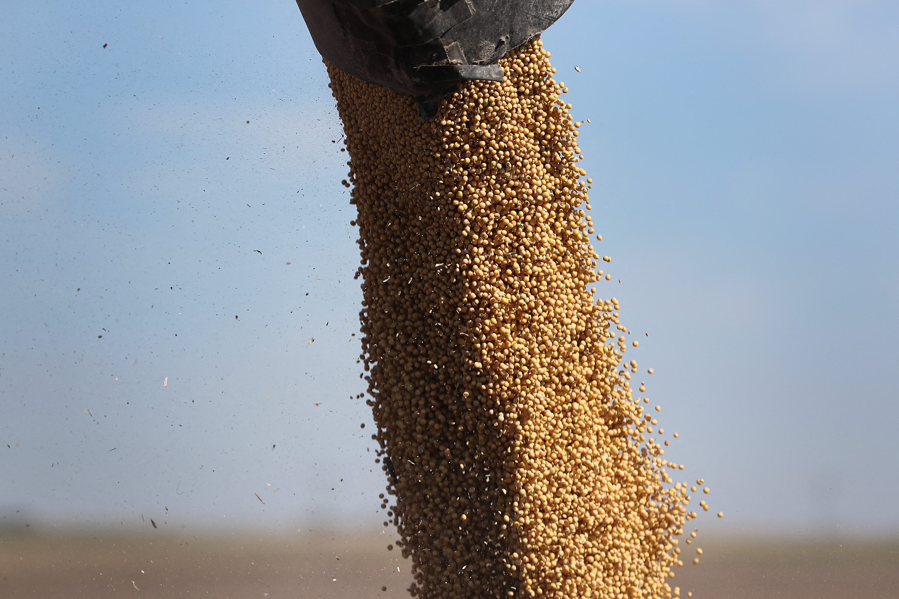 Soy harvested