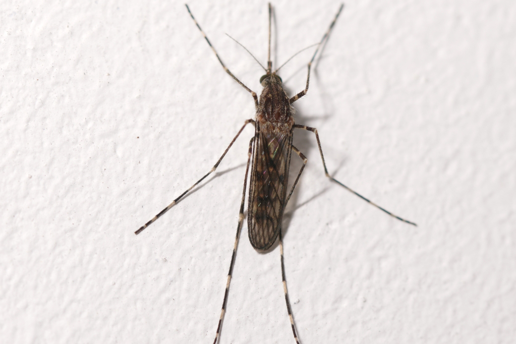 Culiseta annulata