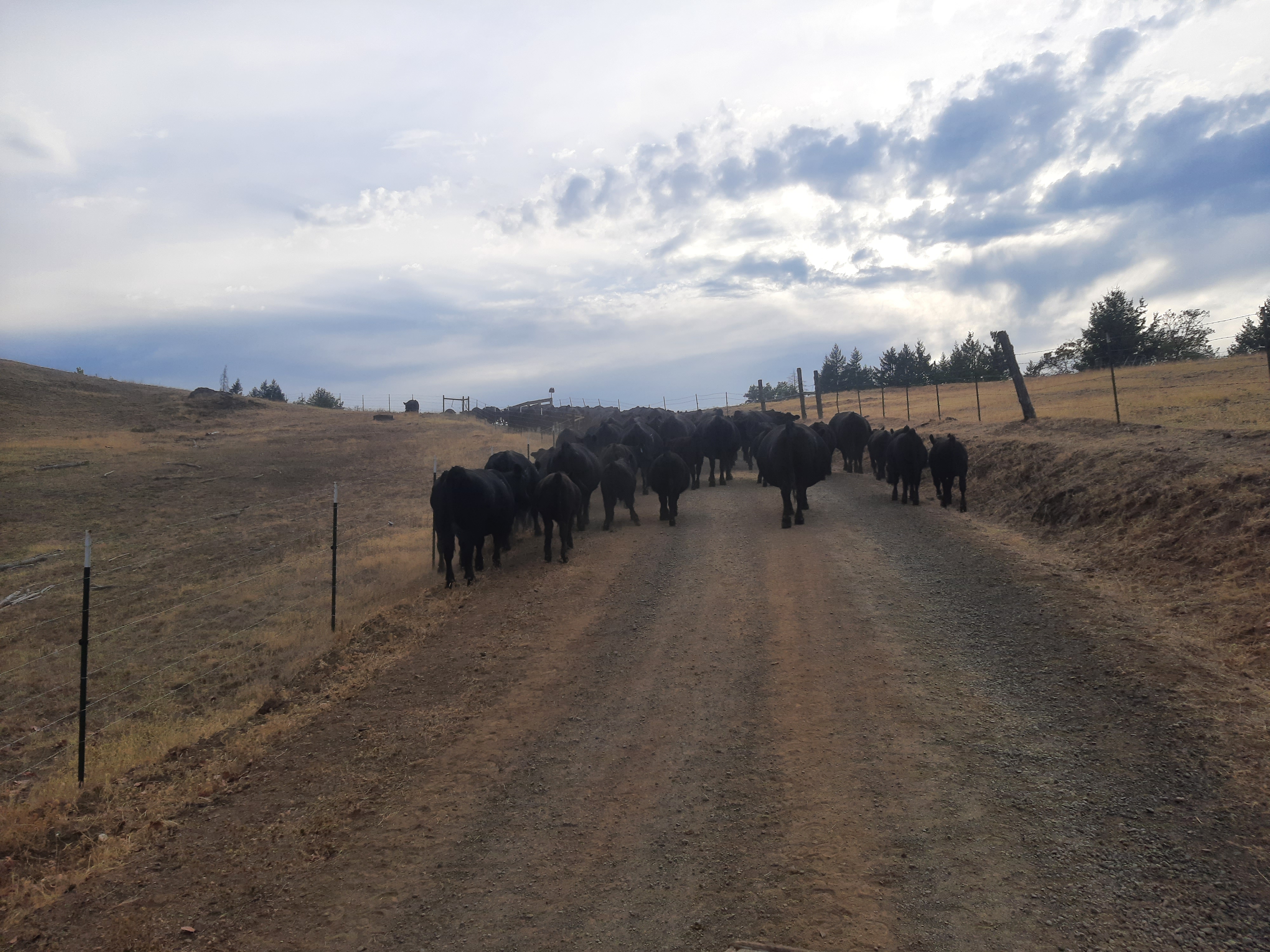 Cattle