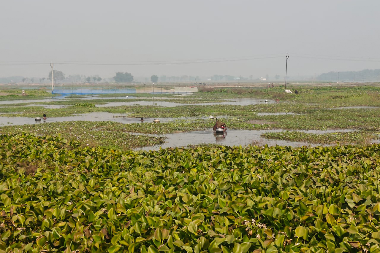 Fox nuts India