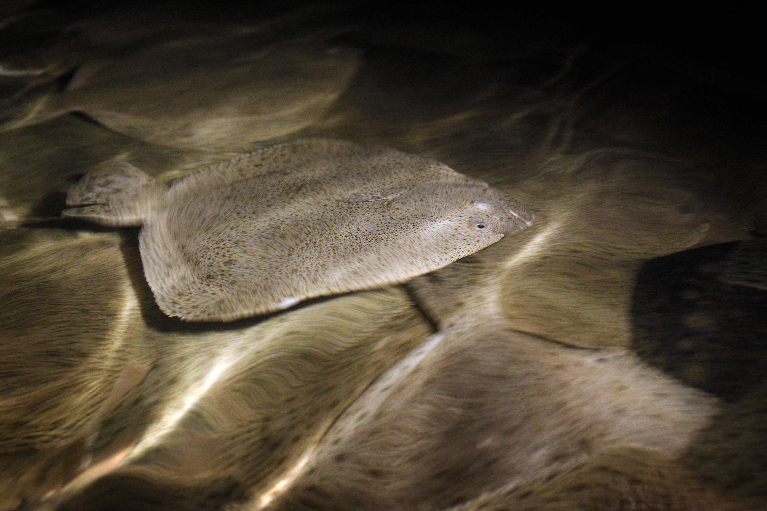 turbot fish