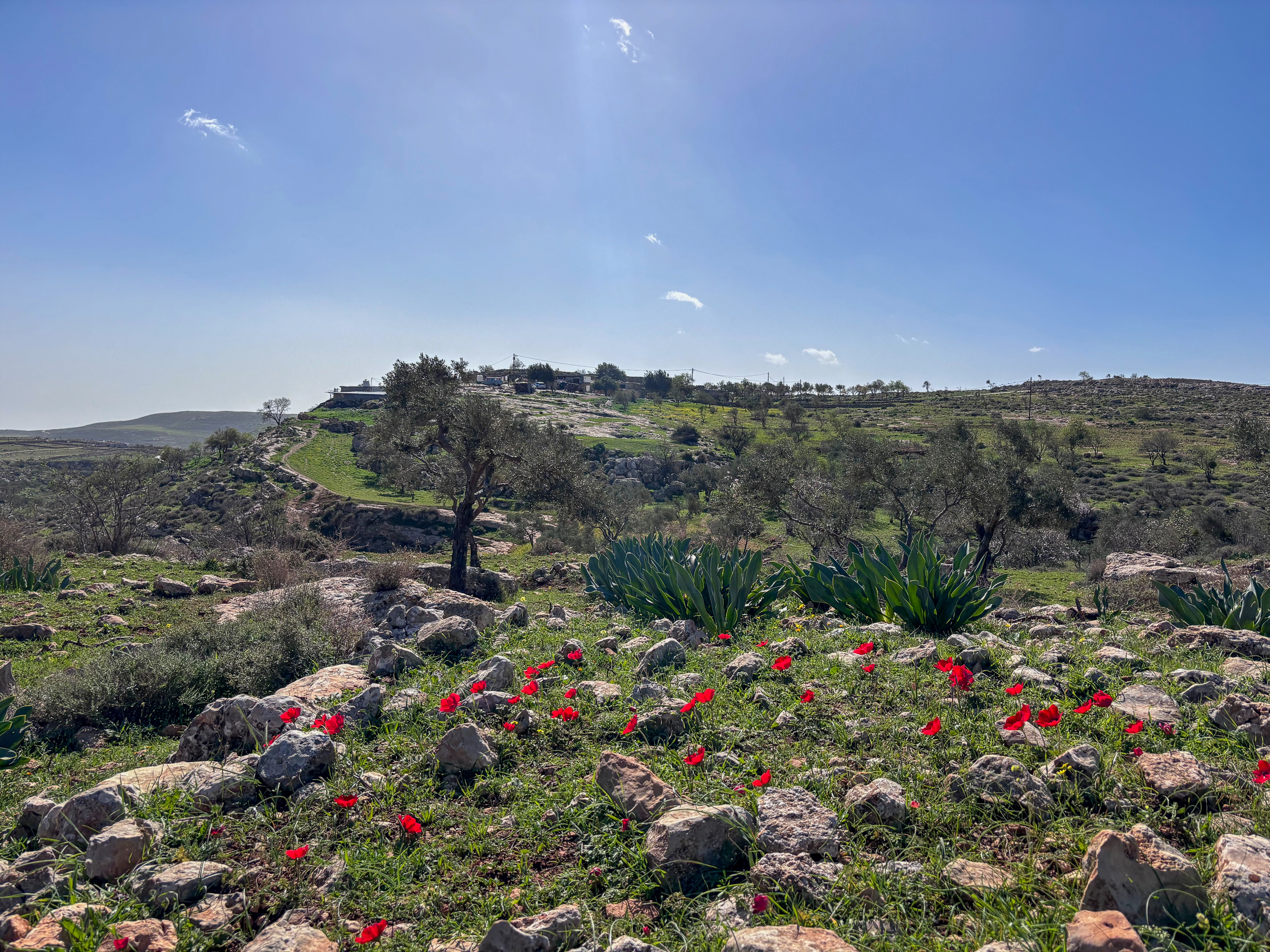 Spring wildflowers cover the grassy hills around the Masallam family compound [Al Jazeera]