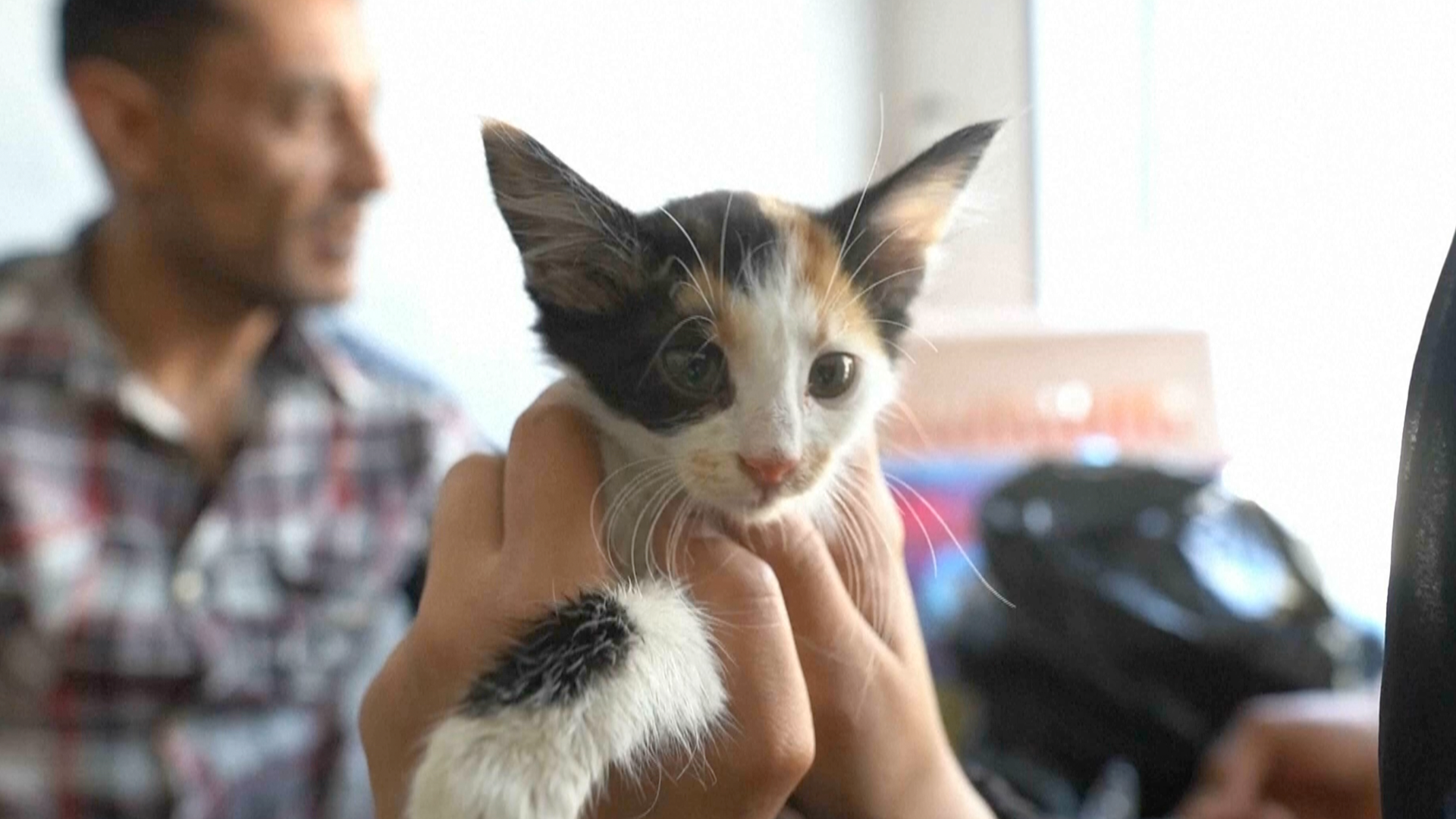 A cat in Gaza