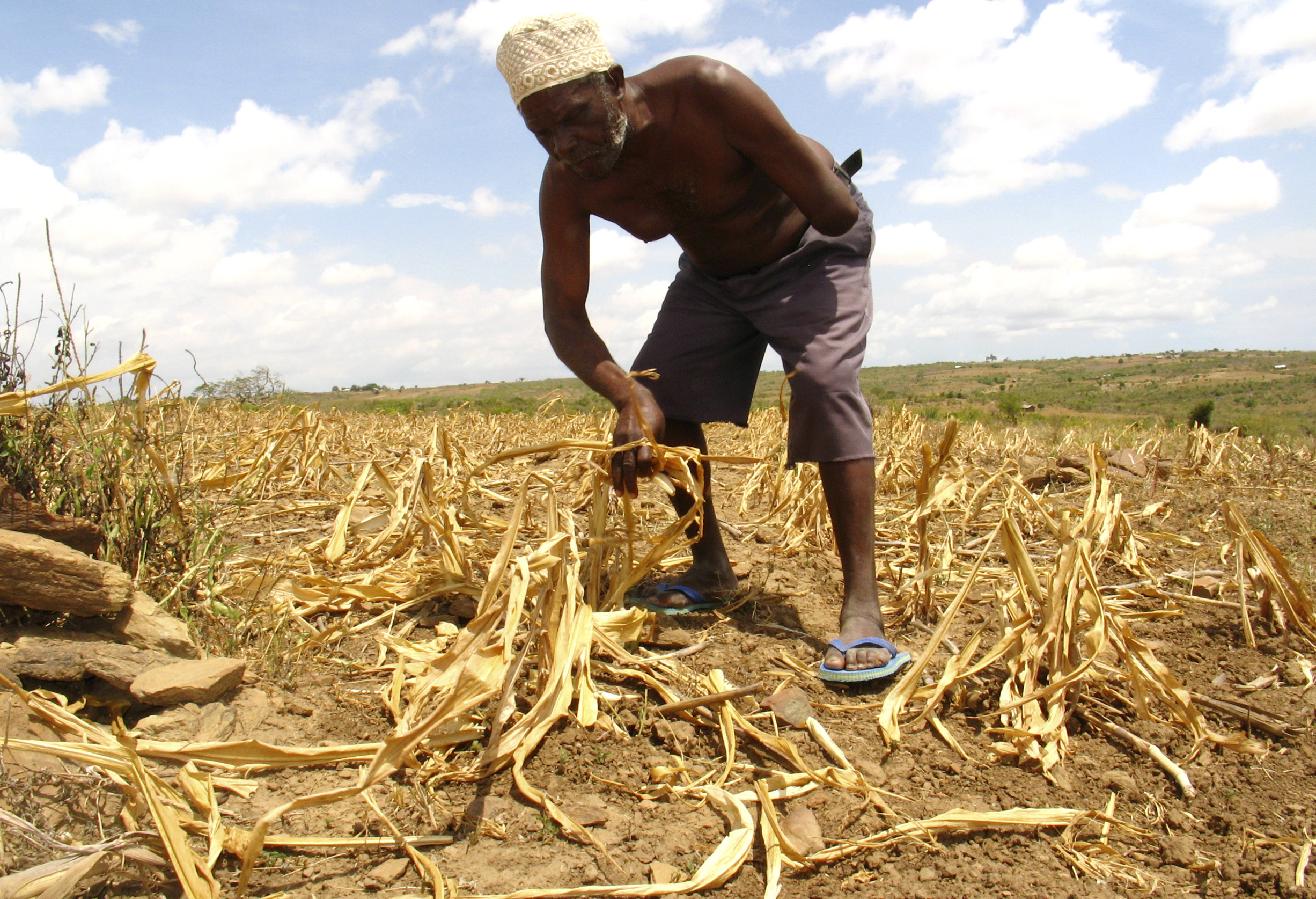 A farmer gathers arid corn crops on his farm in Kwale January 27, 2009. Kenya has scrapped import duty on maize to alleviate food shortages after drought cut production of the staple, the finance minister said on Tuesday. REUTERS/Joseph Okanga (KENYA)