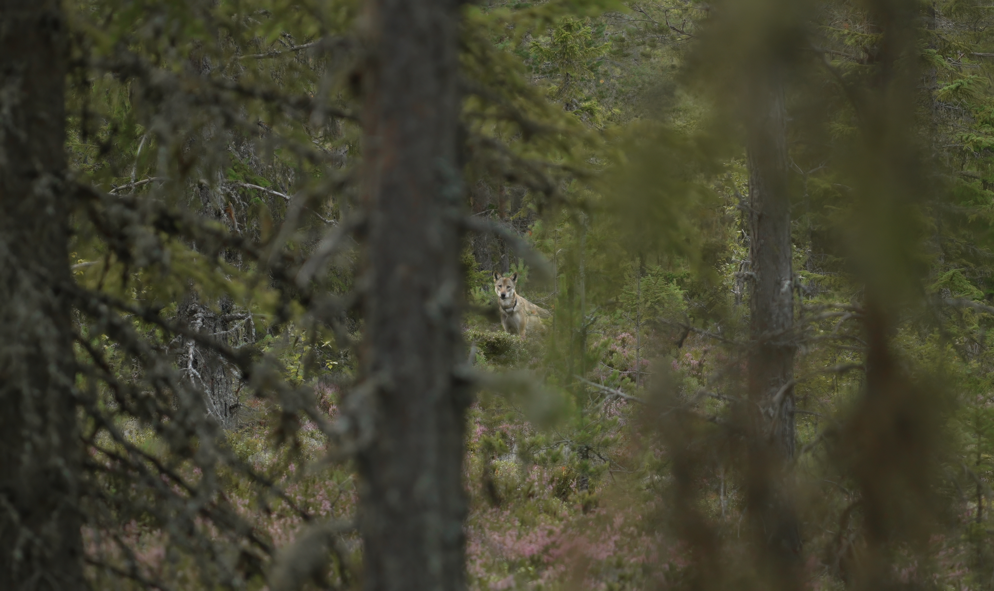 A screen grab of the wolf Lasse Huldt Pedersen encountered in the distance [Lasse Huldt Pedersen/Al Jazeera]